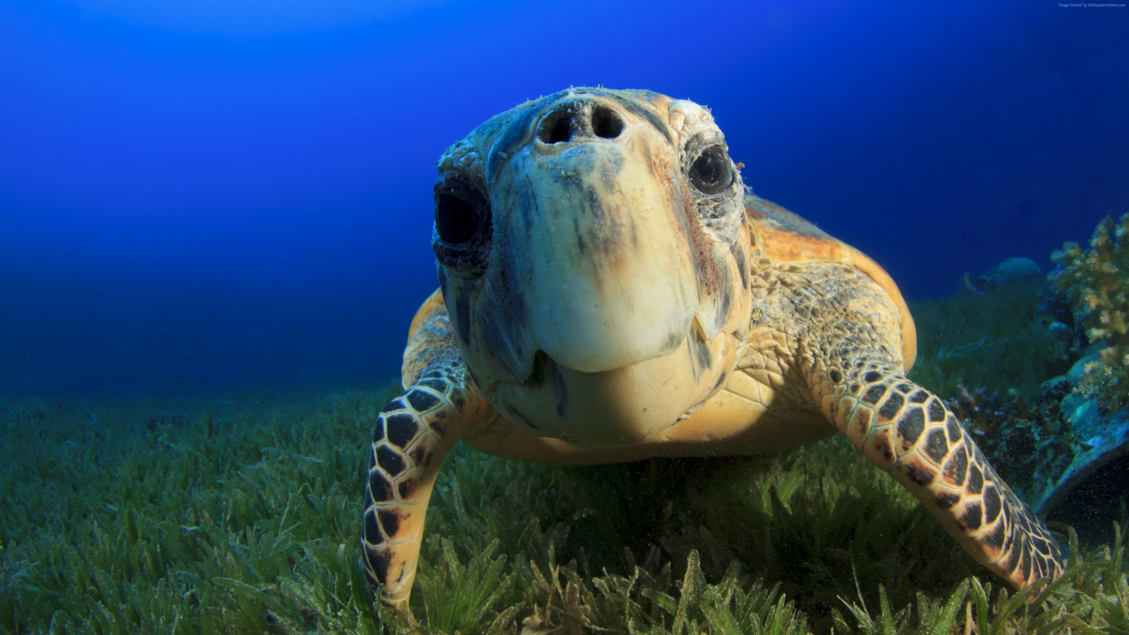 Wallpaper Hawksbill Sea Turtle, Bahamas, Atlantic, Pacific, Indian, Ocean, sealife, underwater, funny, diving, tourism, blue, World&